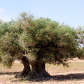 194 les oliviers si répandus à Djerba 