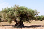 194 les oliviers si répandus à Djerba 