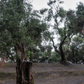 des filets au pied des oliviers pour recuillir les olives